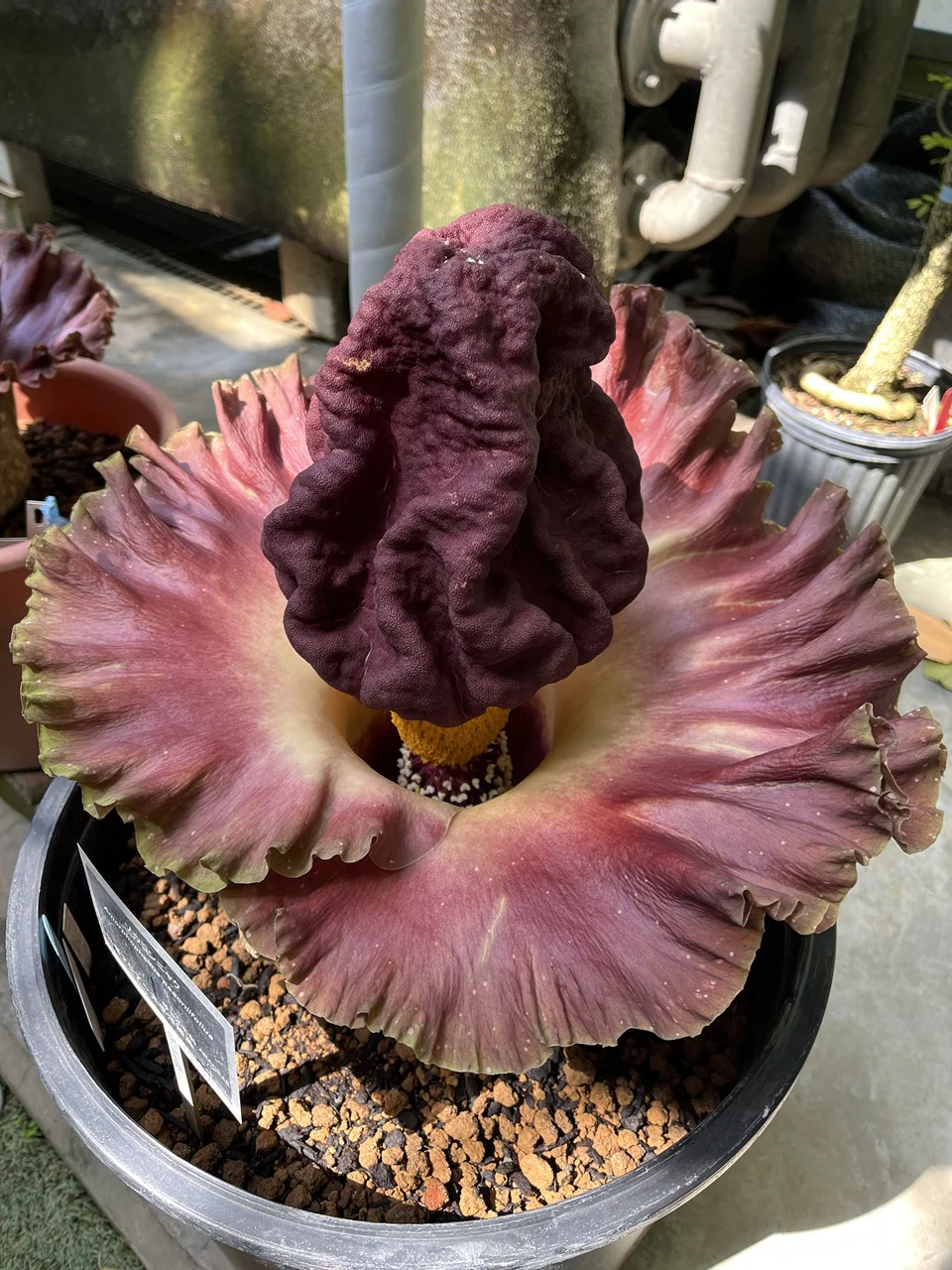 きれいだけどくさい！！ゾウコンニャクが一斉開花しました！ | 筑波