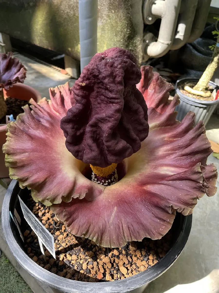 きれいだけどくさい！！ゾウコンニャクが一斉開花しました！ | 筑波