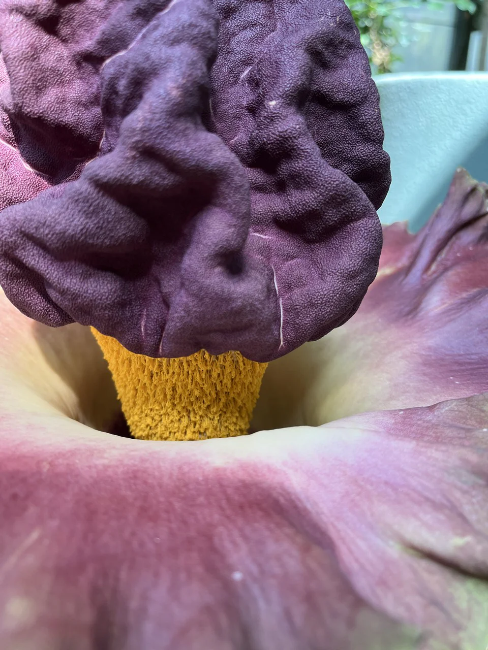 s-２日目の花