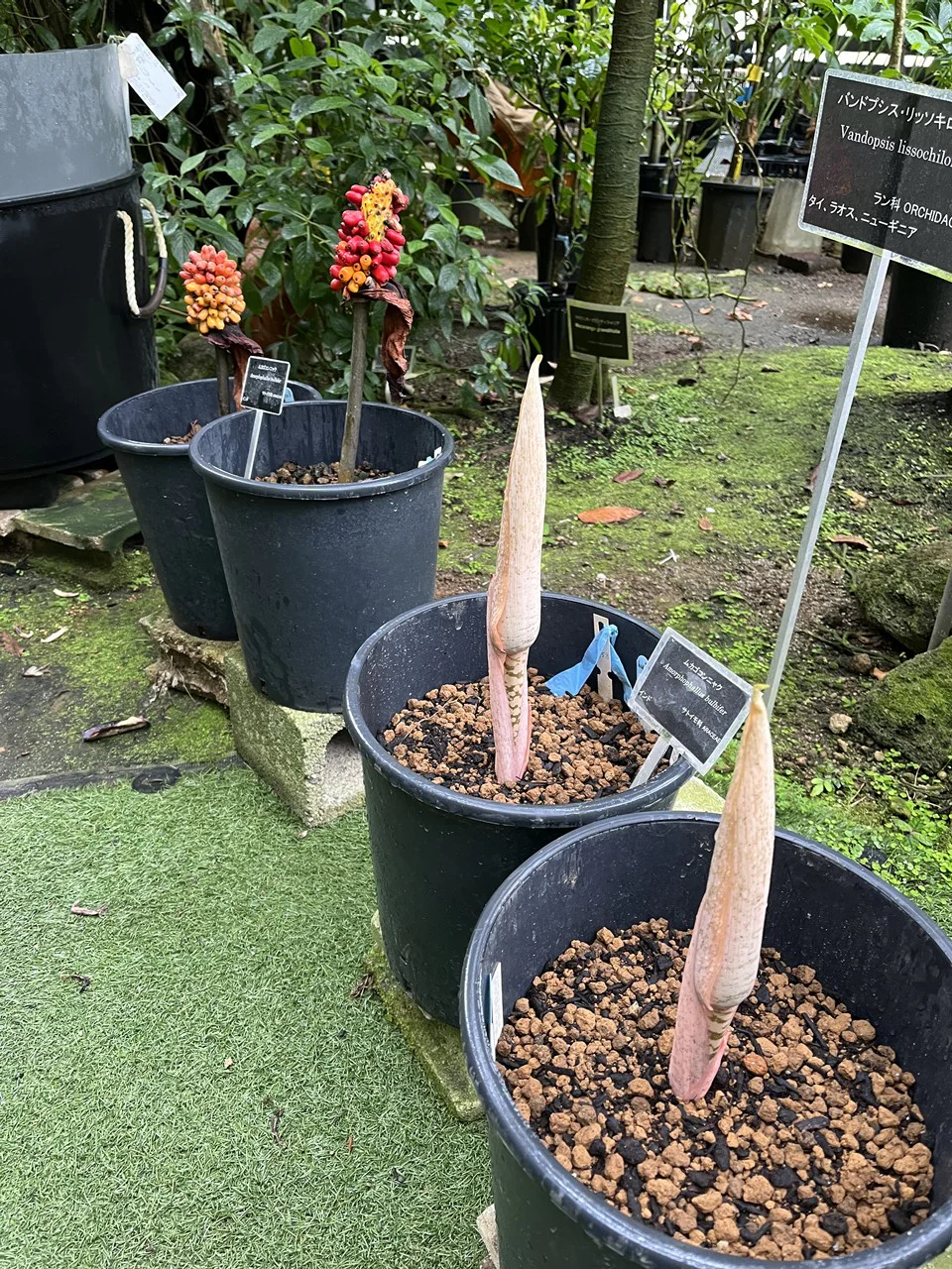 s-もうすぐ咲くムカゴコンニャク