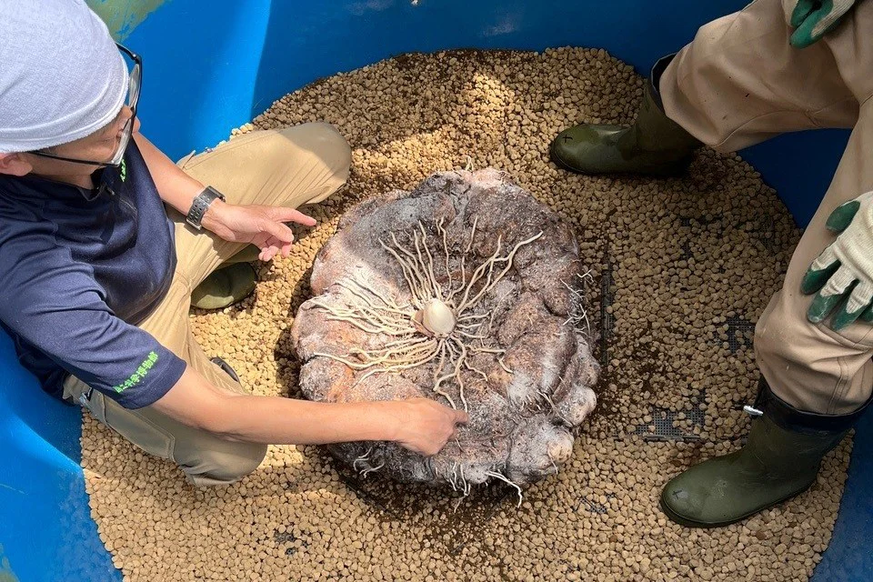 2026年5月25日(月)撮影 | 筑波実験植物園（つくば植物園） Tsukuba