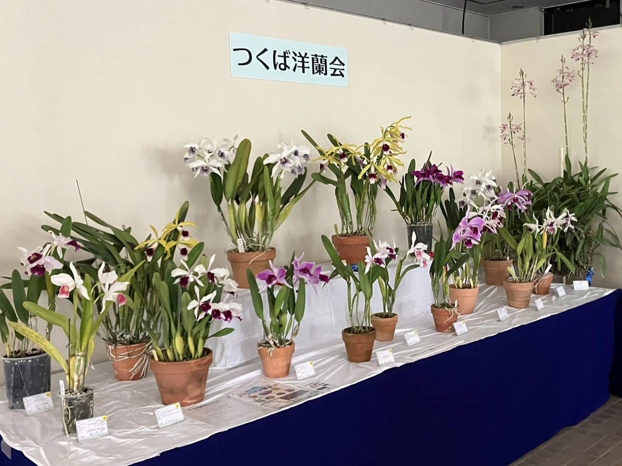2025年夏の洋蘭展会場
