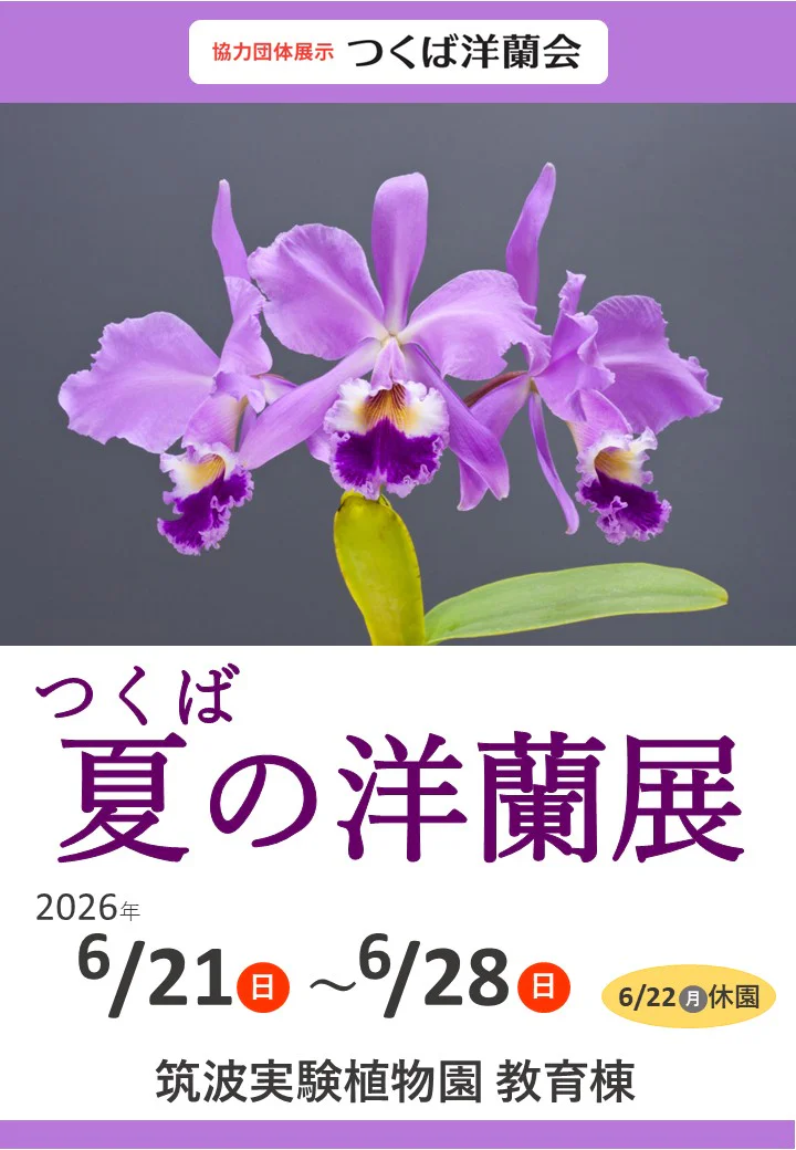 ヒスイカズラの花が見頃です！ | 筑波実験植物園（つくば植物園