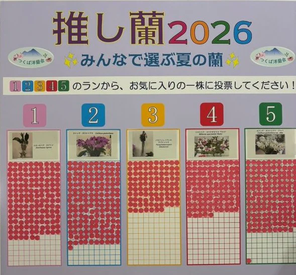 2025年夏の洋蘭展