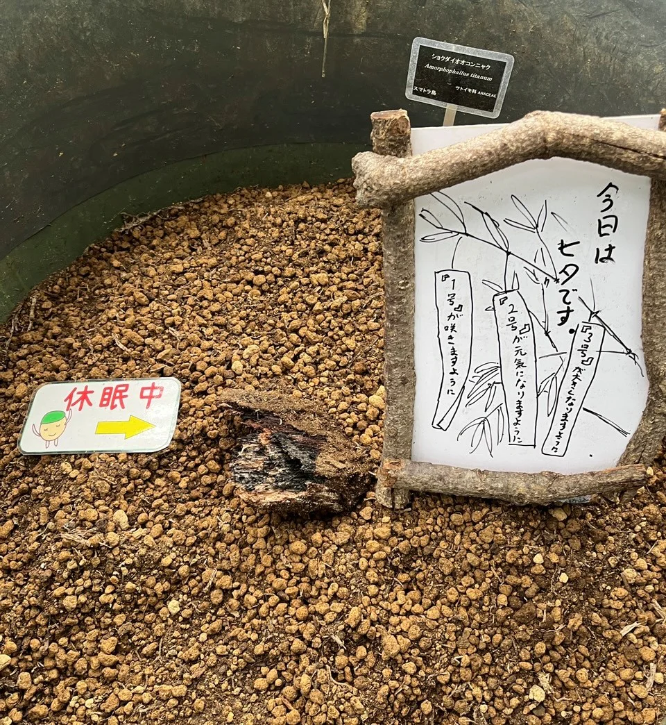 260708ショクダイ七夕③