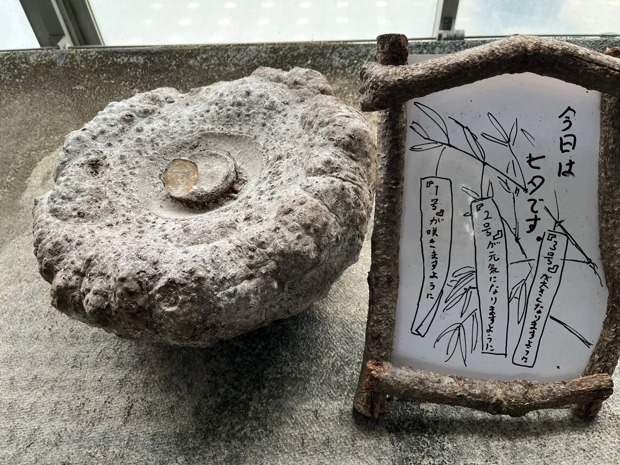260708ショクダイ七夕①