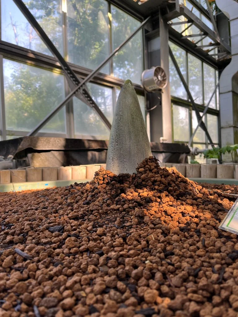 2026年7月7日(火)～7月9日(木) | 筑波実験植物園（つくば植物園