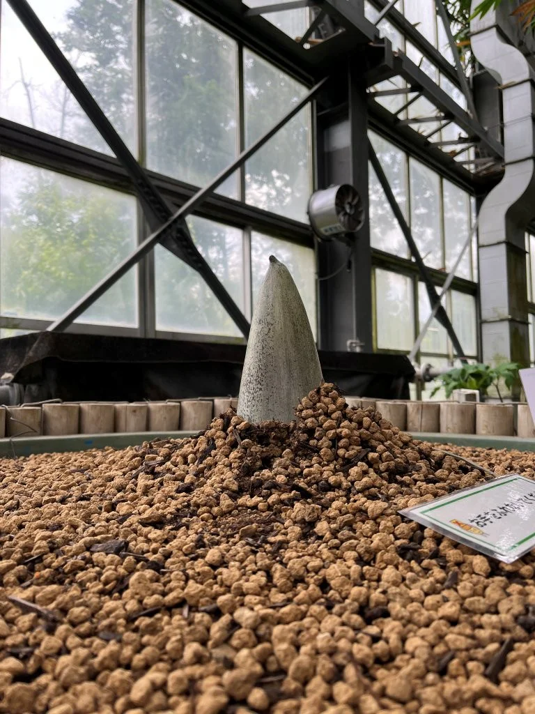 2026年7月7日(火)～7月9日(木) | 筑波実験植物園（つくば植物園