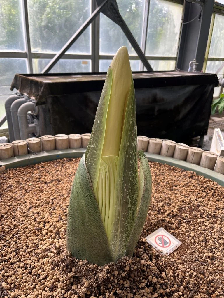 1号』のチラ見せ付属体と仏炎苞 | 筑波実験植物園（つくば植物園