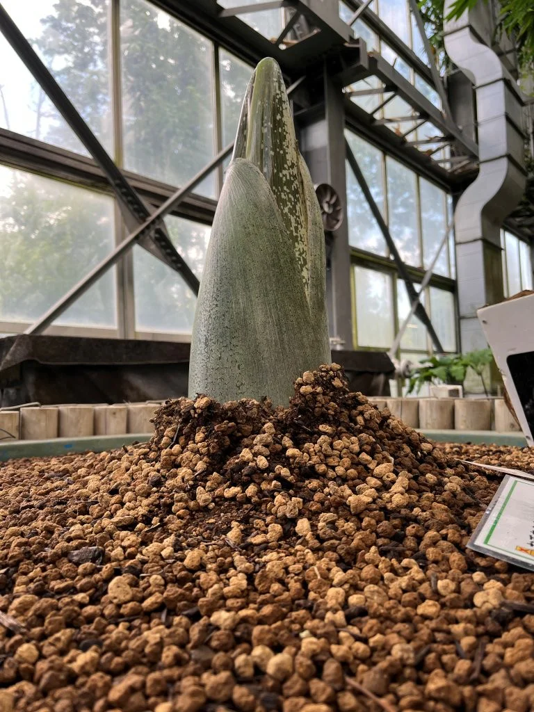 2026年7月10日(金)～7月12日(日) | 筑波実験植物園（つくば植物園