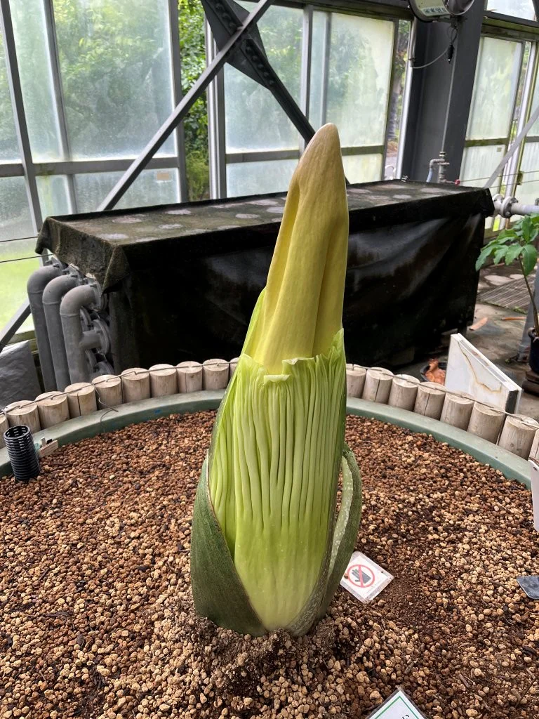 2026年7月13日(月)撮影 | 筑波実験植物園（つくば植物園） Tsukuba
