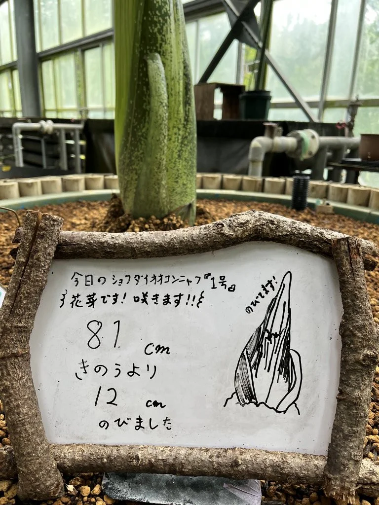 No.3 アメリカツタ　さつき　四国ウツボ草　古瓦に植え付け 2026年7月13日(月)撮影 | 筑波実験植物園（つくば植物園） Tsukuba
