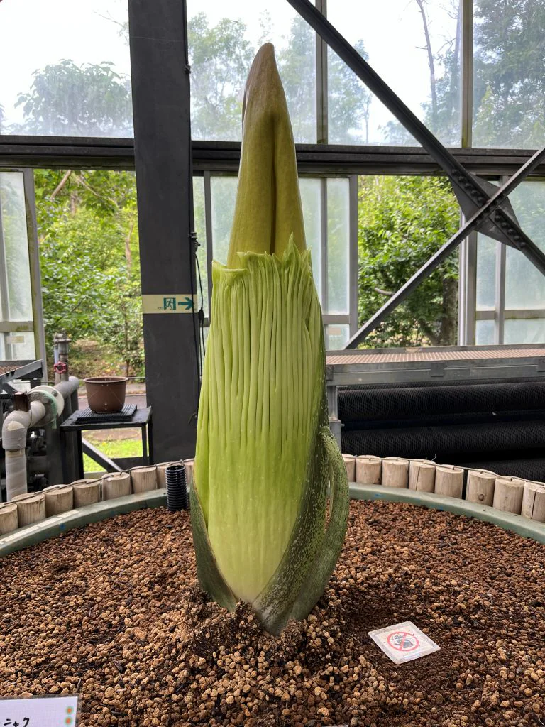 2026年7月14日(月)撮影 | 筑波実験植物園（つくば植物園） Tsukuba