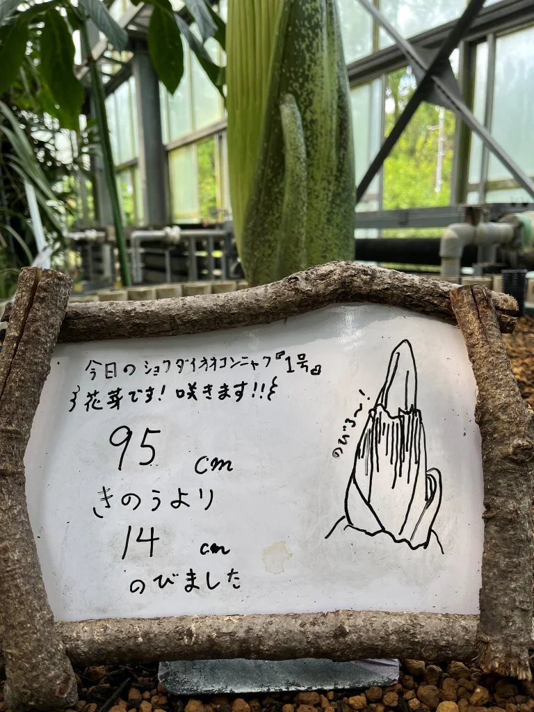 260714konnyaku_01