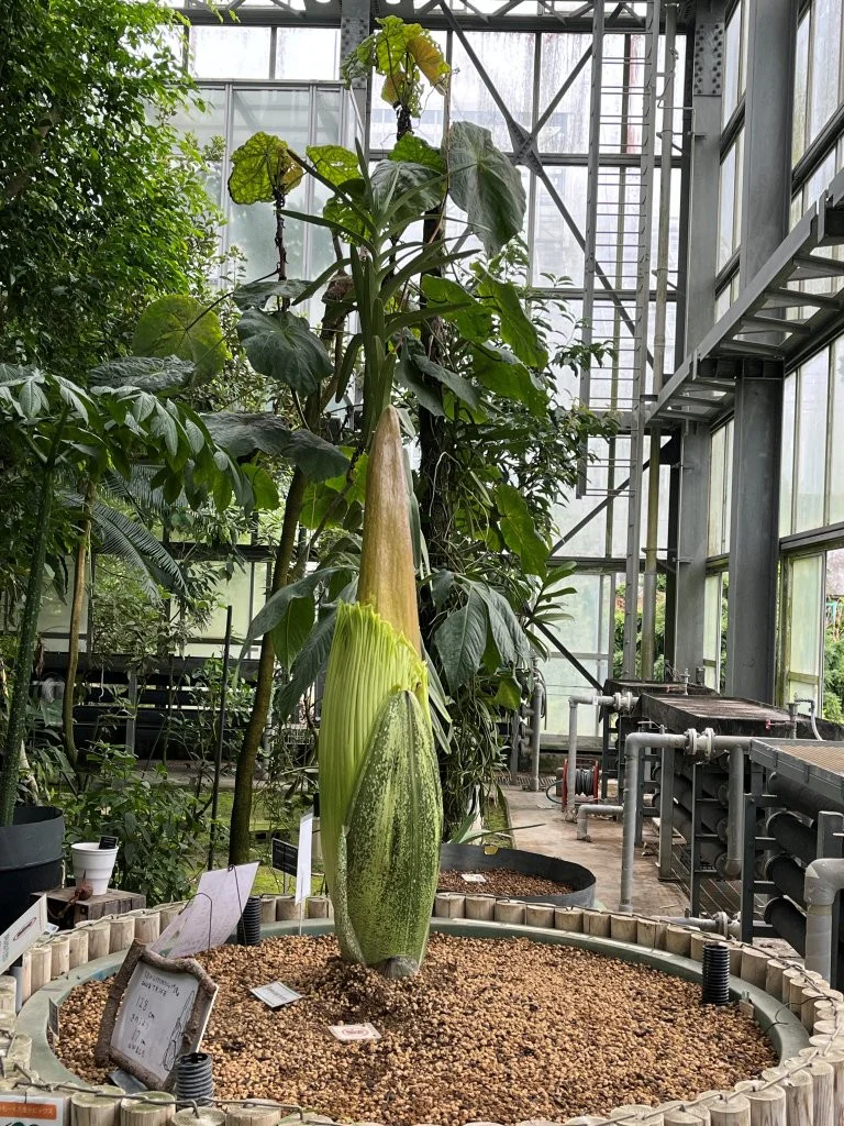 2026年7月16日(木)撮影 | 筑波実験植物園（つくば植物園） Tsukuba
