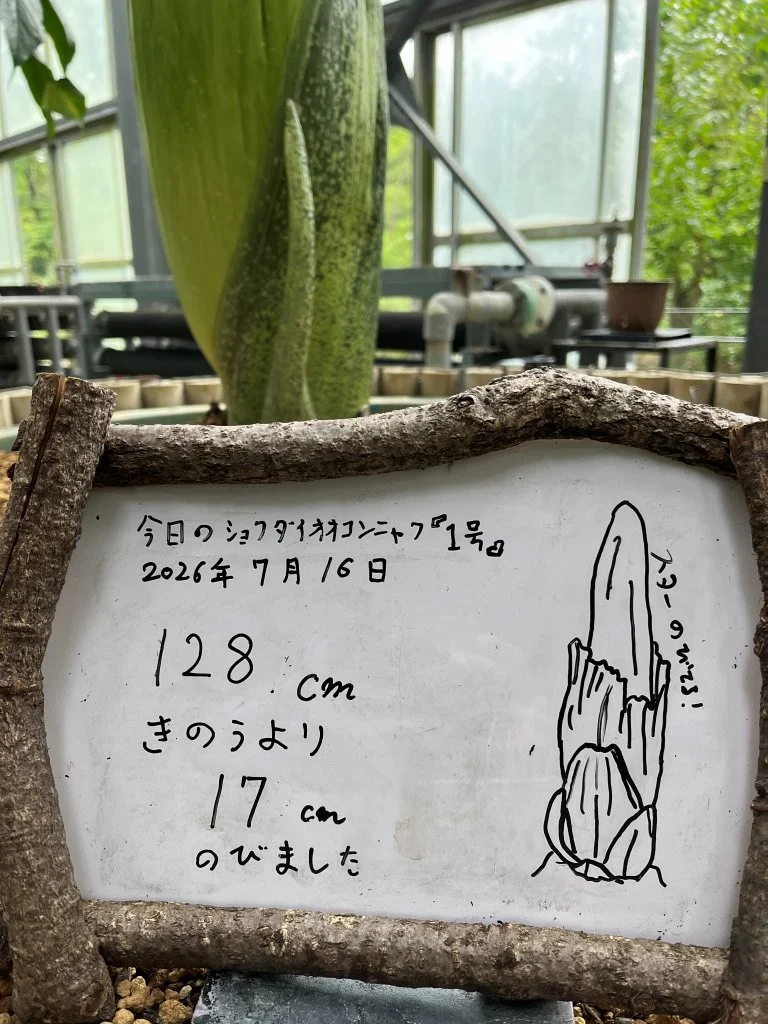 260716konnyaku_02