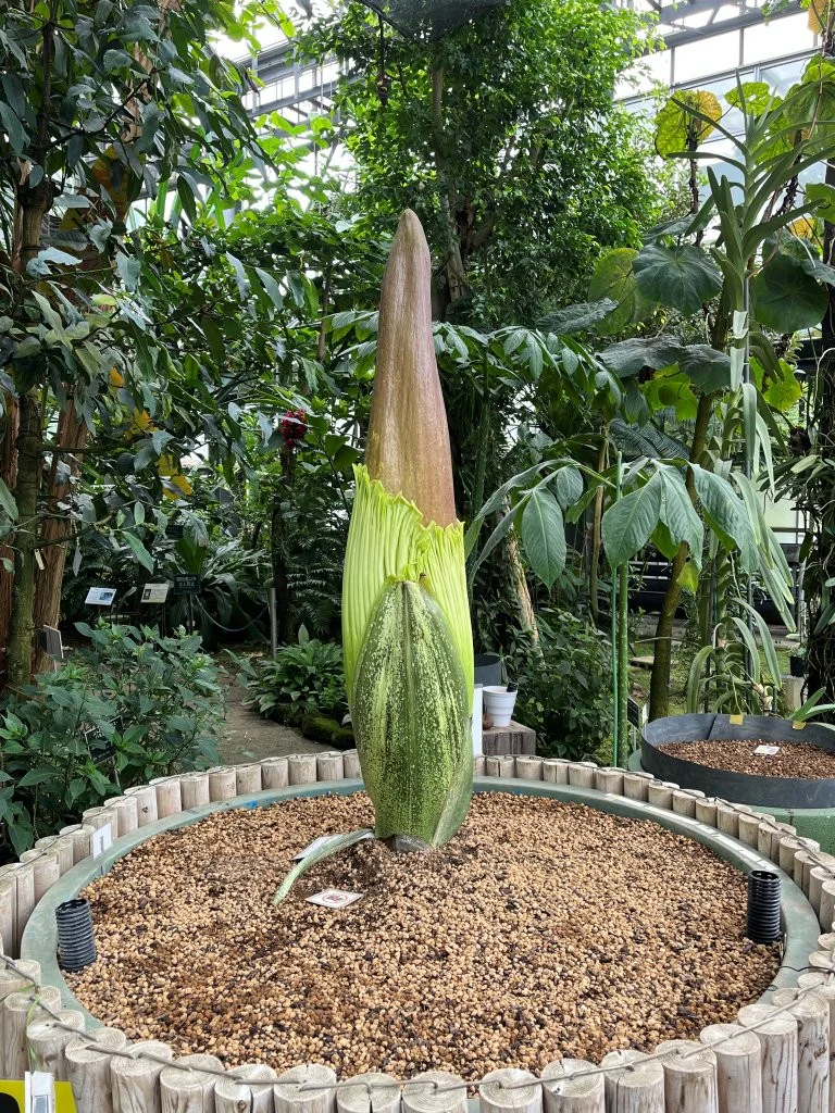 【お問合せ・確認用】植物全般（多肉、球根、水草、熱帯植物等） 2026年7月17日(金)撮影 | 筑波実験植物園（つくば植物園） Tsukuba