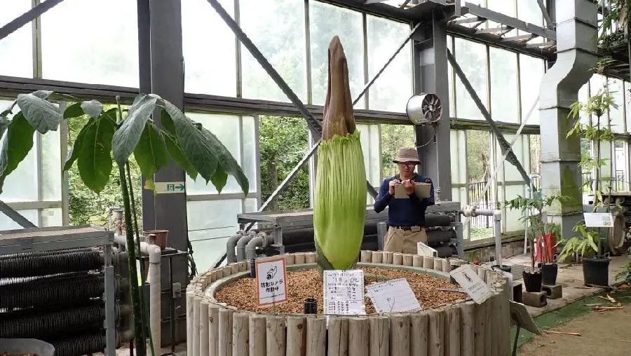 2026年7月17日(金)撮影 | 筑波実験植物園（つくば植物園） Tsukuba