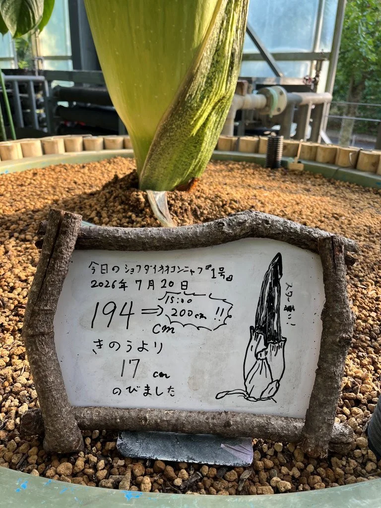 1号』の花芽の高さが2 mを超えました！ | 筑波実験植物園（つくば