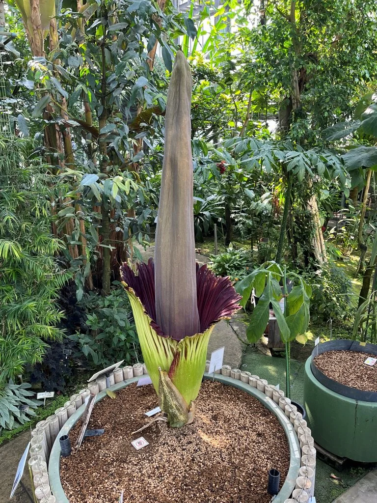 早咲きのクレマチス | 筑波実験植物園（つくば植物園） Tsukuba