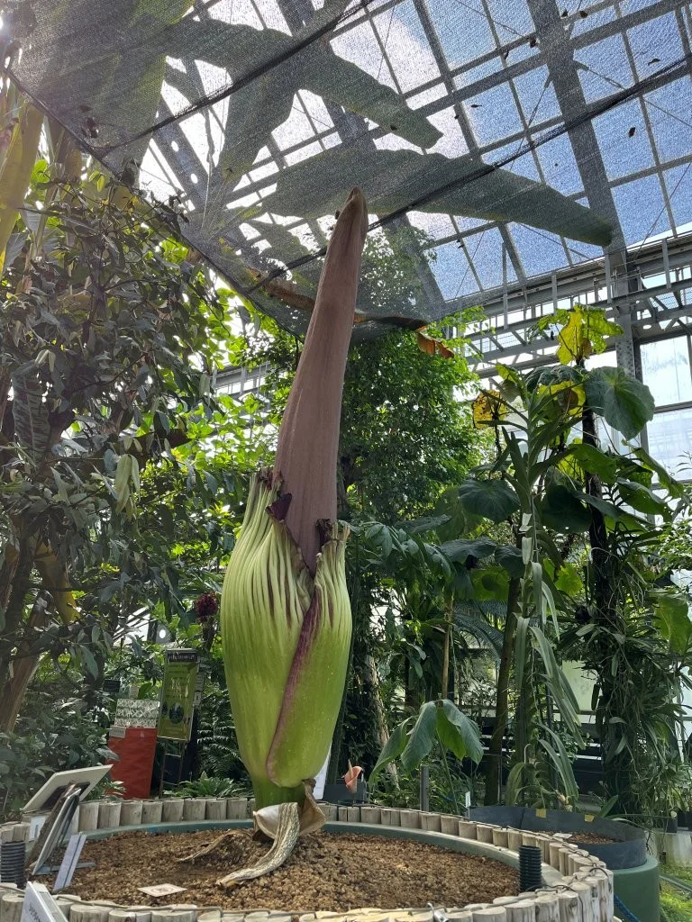2026年7月25日(土)撮影 | 筑波実験植物園（つくば植物園） Tsukuba