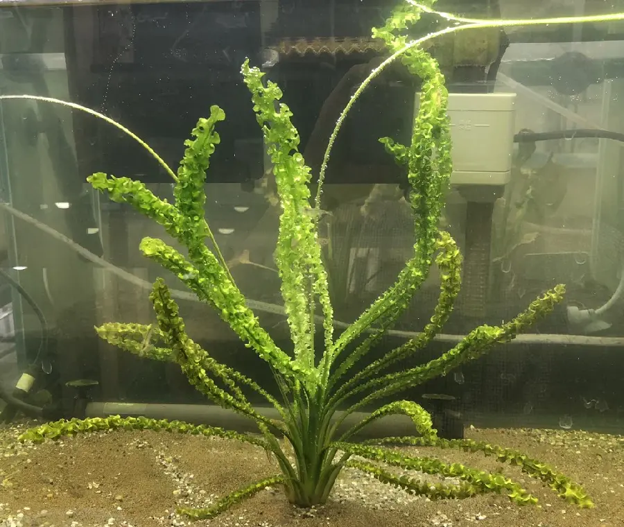 ここだけの水草 | 筑波実験植物園（つくば植物園） Tsukuba Botanical