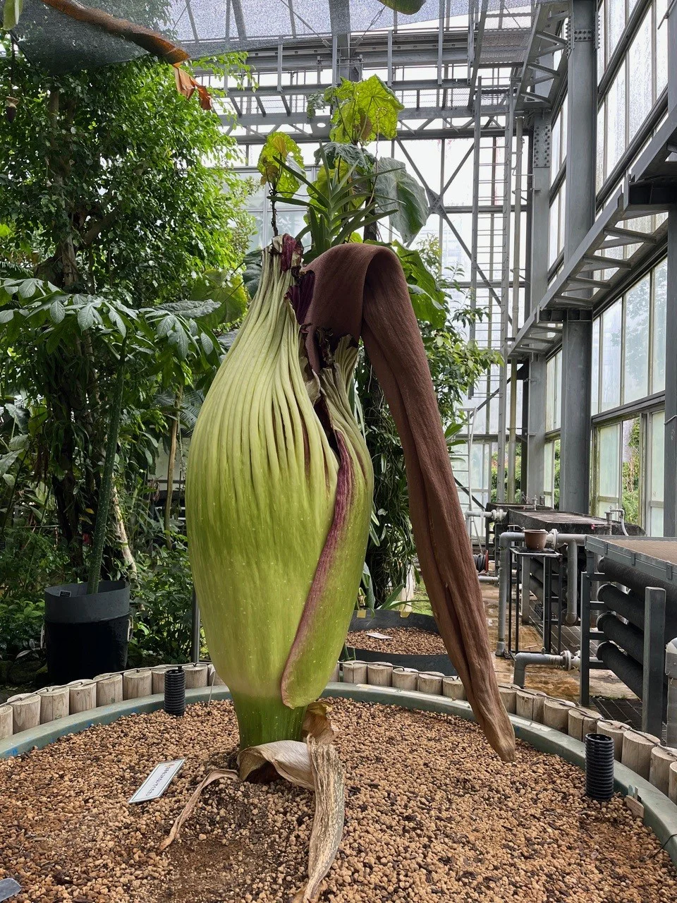 付属体が倒れました | 筑波実験植物園（つくば植物園） Tsukuba