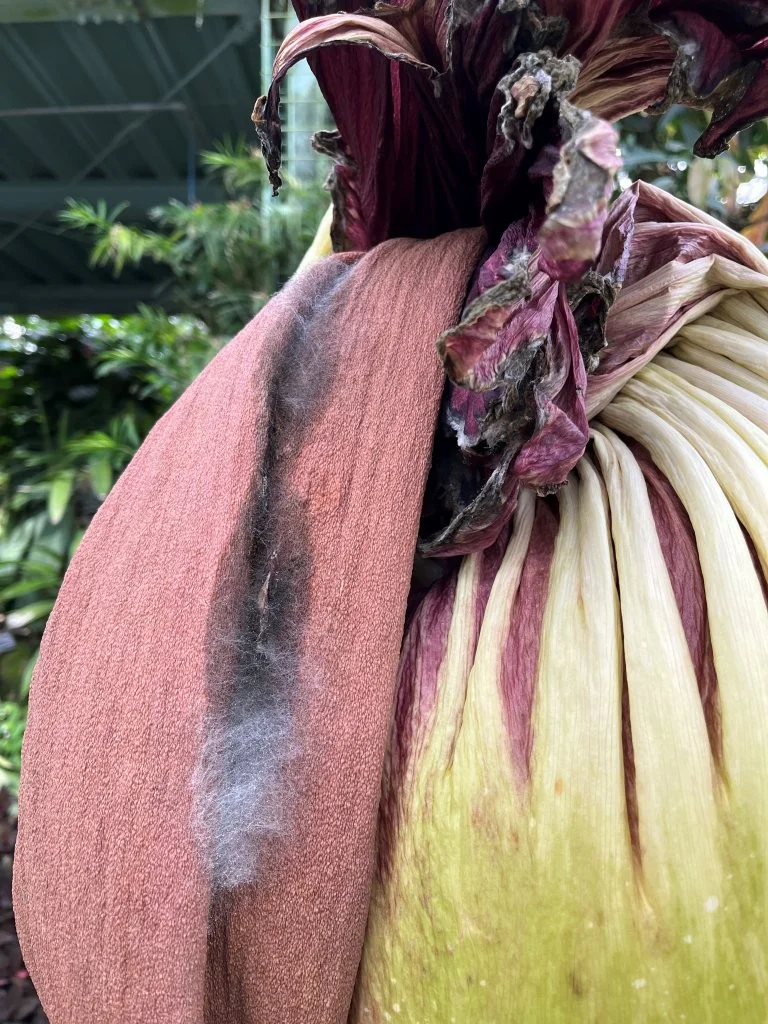 つくし様　本体 2026年7月29日(水) | 筑波実験植物園（つくば植物園） Tsukuba