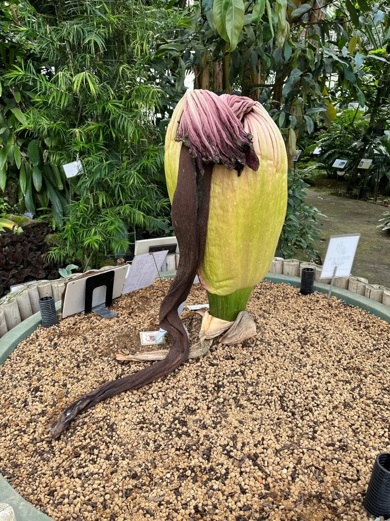 つくし様　本体 2026年7月31日(金) | 筑波実験植物園（つくば植物園） Tsukuba