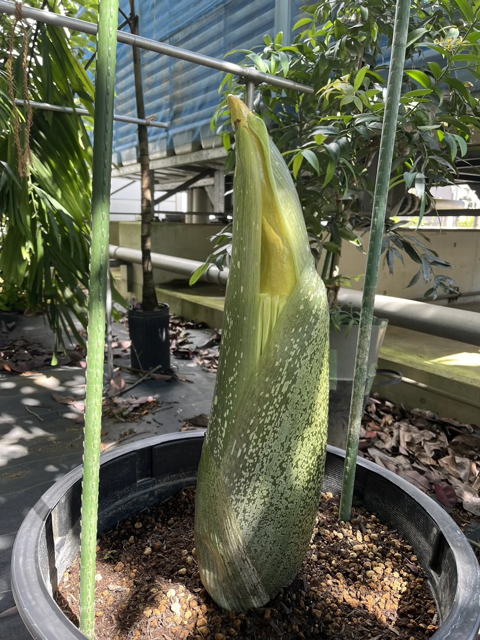 ショクダイオオコンニャク3号 | 筑波実験植物園（つくば植物園
