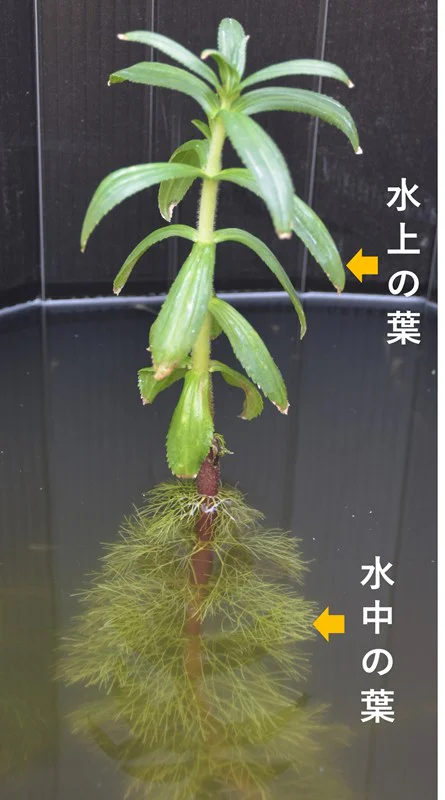 mzks0808_5