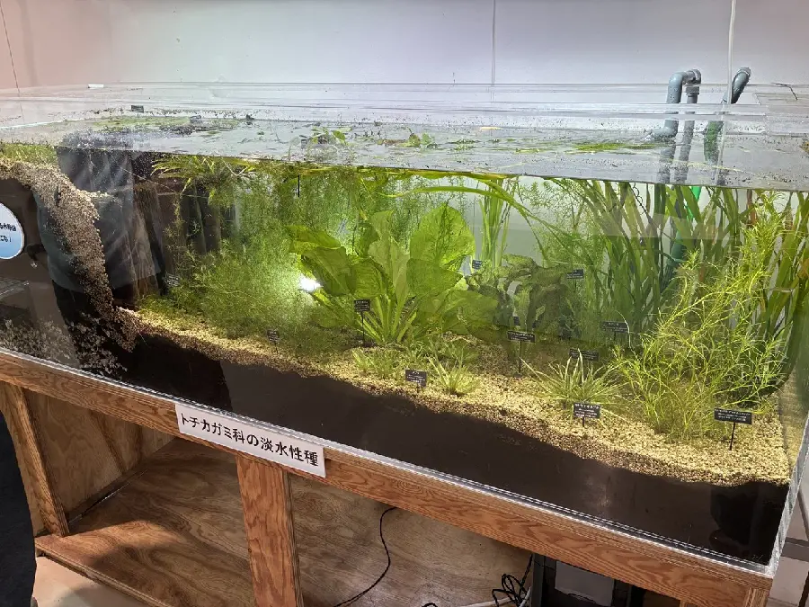 水草展の推しポイント | 筑波実験植物園（つくば植物園） Tsukuba