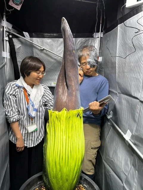 ショクダイオオコンニャクの開花スイッチはどこに？ | 筑波実験植物園
