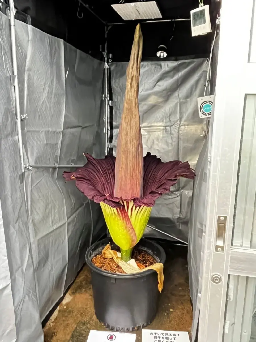 ショクダイオオコンニャクの開花スイッチはどこに？ | 筑波実験植物園