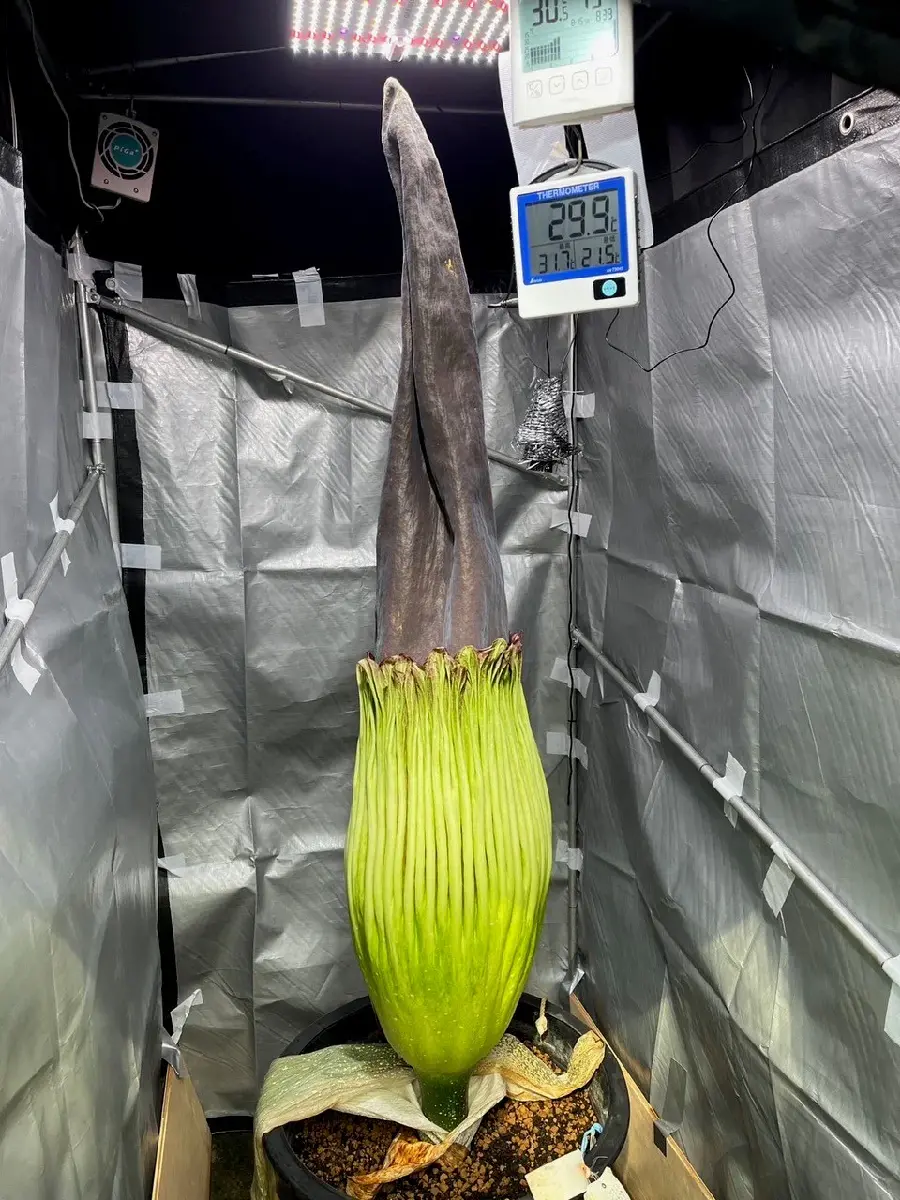 8月16日（日）撮影 | 筑波実験植物園（つくば植物園） Tsukuba