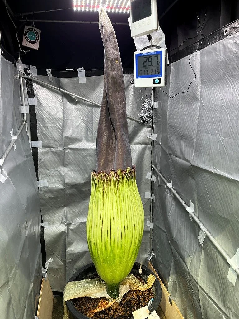 8月16日（日）撮影 | 筑波実験植物園（つくば植物園） Tsukuba