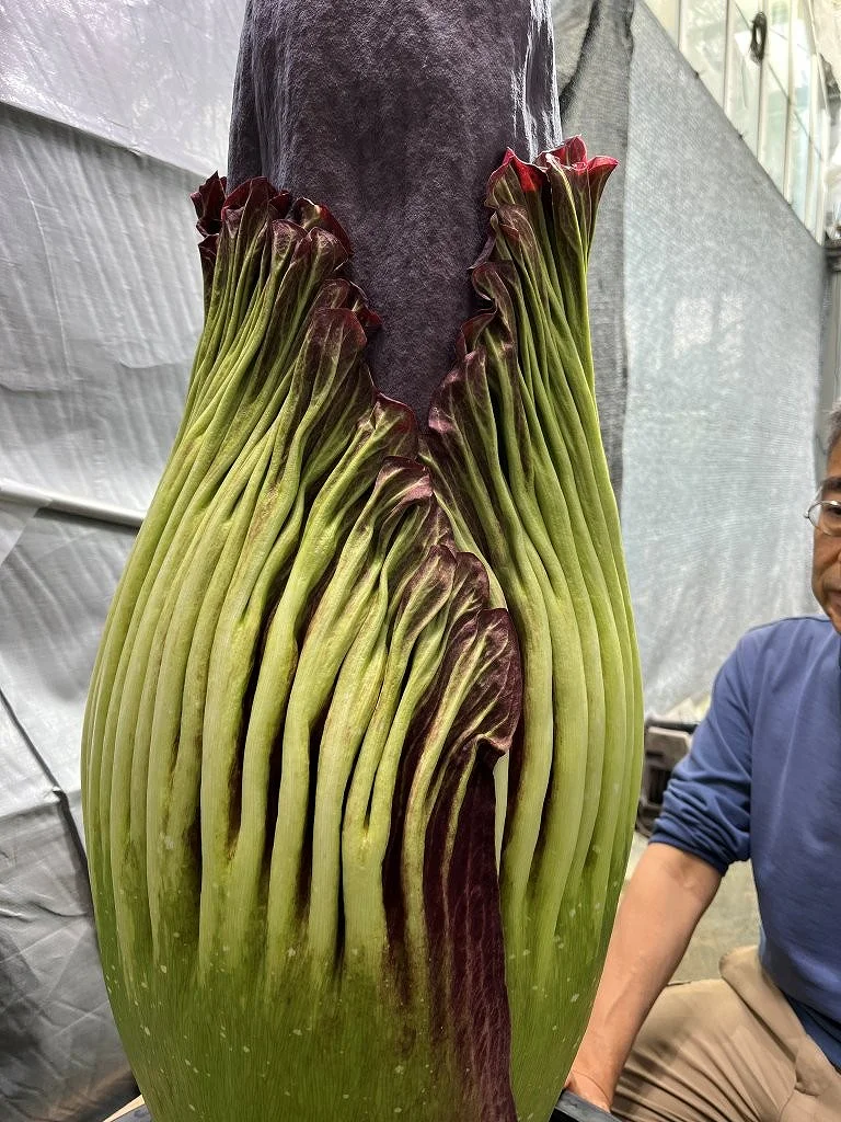 8月16日（日）撮影 | 筑波実験植物園（つくば植物園） Tsukuba