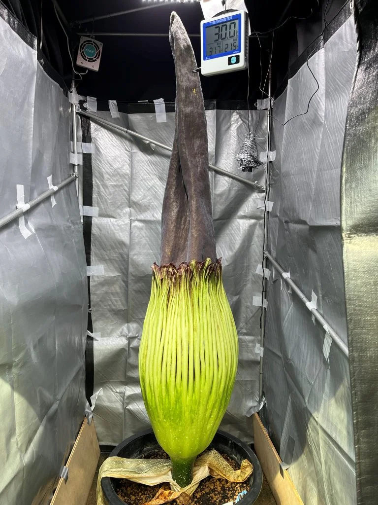 8月17日（月）撮影 | 筑波実験植物園（つくば植物園） Tsukuba