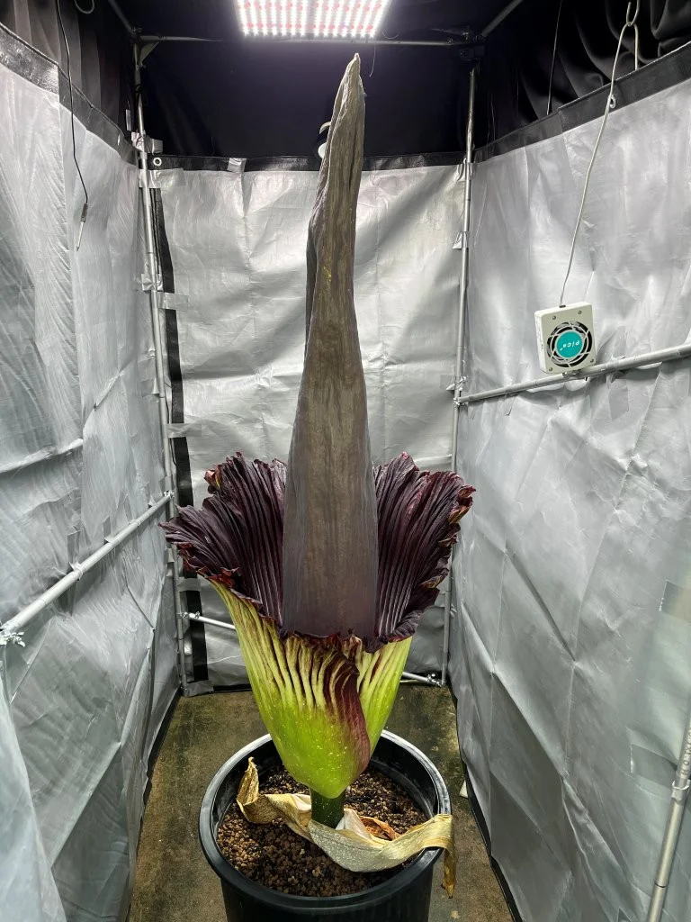 筑波 実験 植物園 ショク ダイ オオ コンニャク