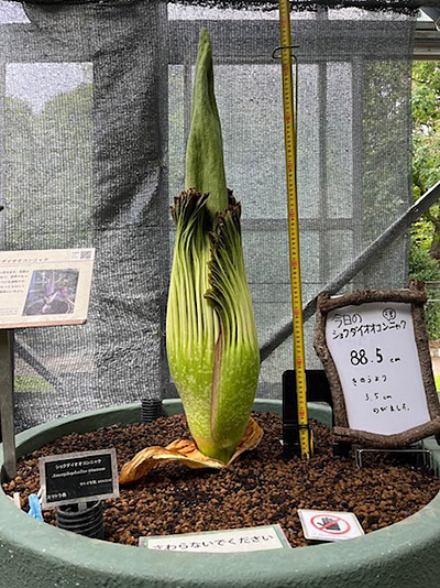 成長が少し緩やかになり、開花が近づいてきたショクダイオオコンニャク