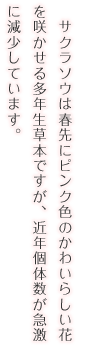 サクラソウは春先にピンク色のかわいらしい花を咲かせる多年生草本ですが、近年個体数が急激に減少しています。