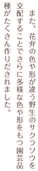 また、花弁の色や形が違う野生のサクラソウを交配することでさらに多様な色や形をもつ園芸品種がたくさん作りだされました。