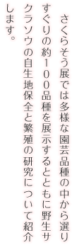 さくらそう展では多様な園芸品種の中から選りすぐりの約１００品種を展示するとともに野生サクラソウの自生地保全と繁殖の研究について紹介します。