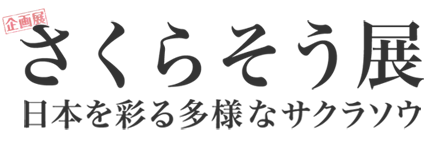 [企画展]さくらそう展 日本を彩る多様なサクラソウ