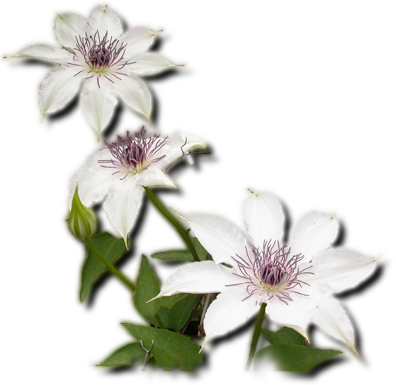 写真：クレマチス カザグルマ