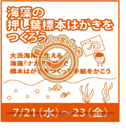 イベント「海藻の押し葉標本はがきをつくろう」7/21(水曜)～23(金曜)