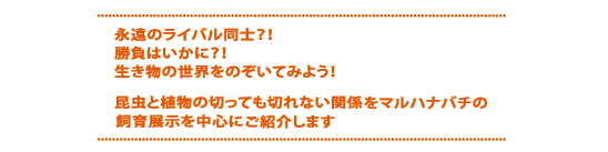 永遠のライバル同士？！勝負はいかに？！生き物の世界をのぞいてみよう！　昆虫と植物の切っても切れない関係をマルハナバチの飼育展示を中心にご紹介します