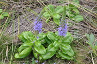 �n�}�g���m�I