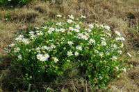 �C�\�m�M�N