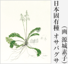 植物画一例